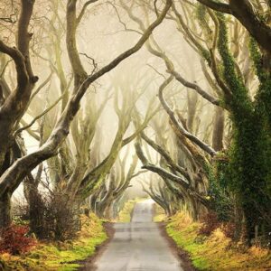 Earth-77-The-dark-hedges-Ireland