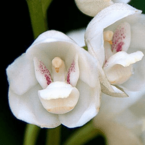 Dove-Orchid-also-know-as-the-Holy-Ghost-orchid-Peristeria