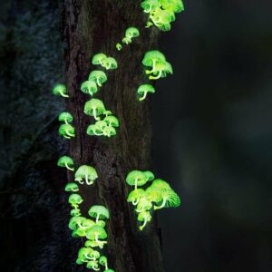 Forest-light-mushroom-Borneo